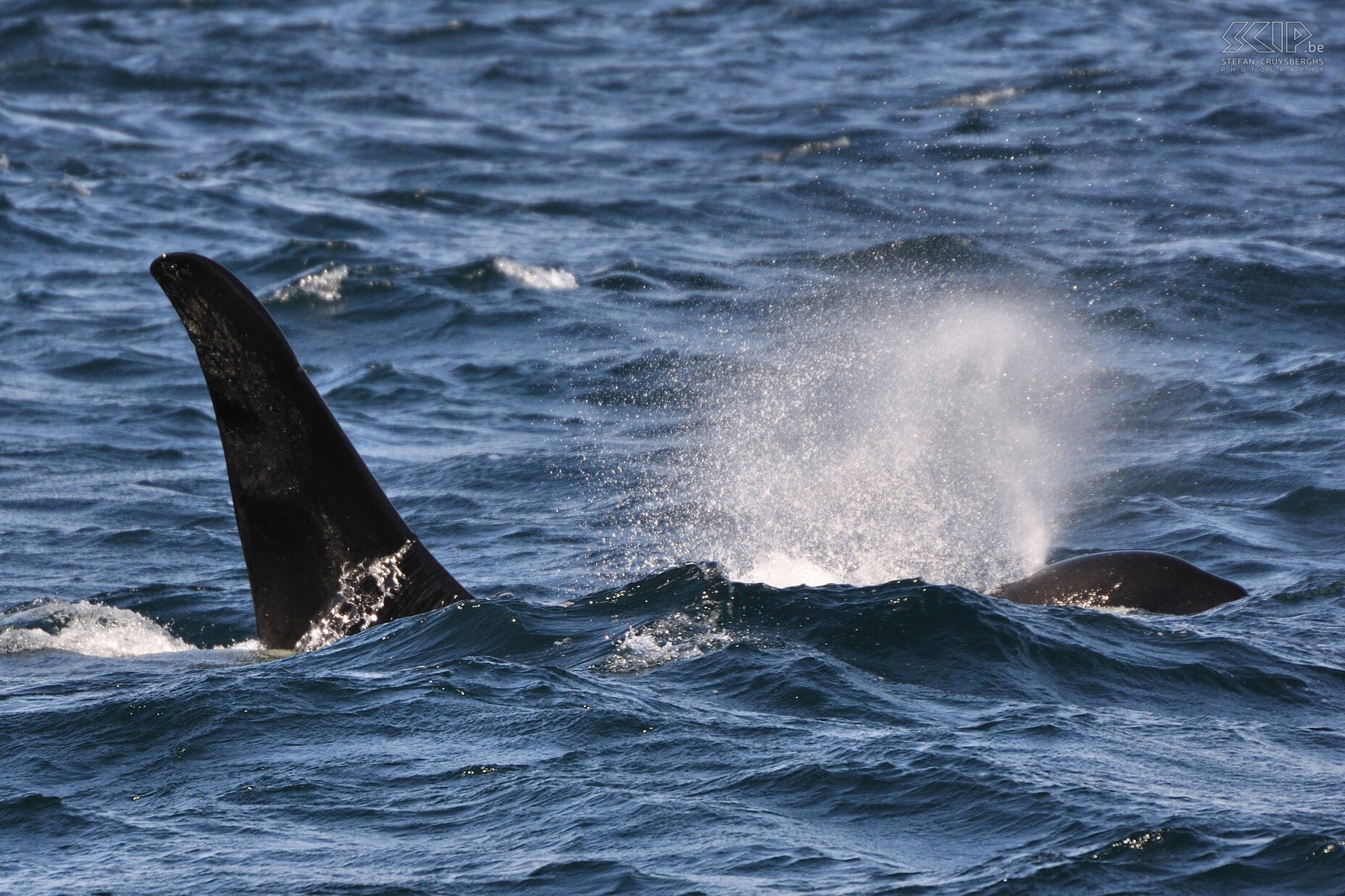 Telegraph Cove - Orca Orca (Killer whale/Orcinus orca) Stefan Cruysberghs